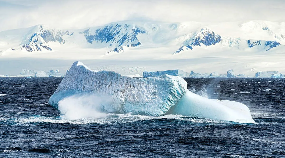 adelie penguins iceberg antarctica