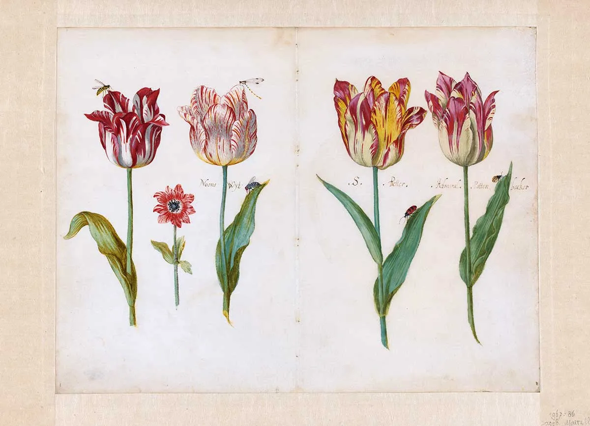 jacob marrel tulip book dutch rijksmuseum