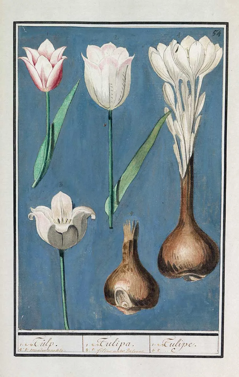 anselmus boodt elias verhulst tulip rijksmuseum