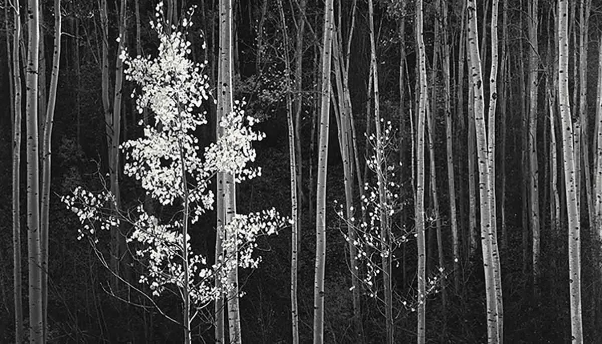 aspens northern new mexico