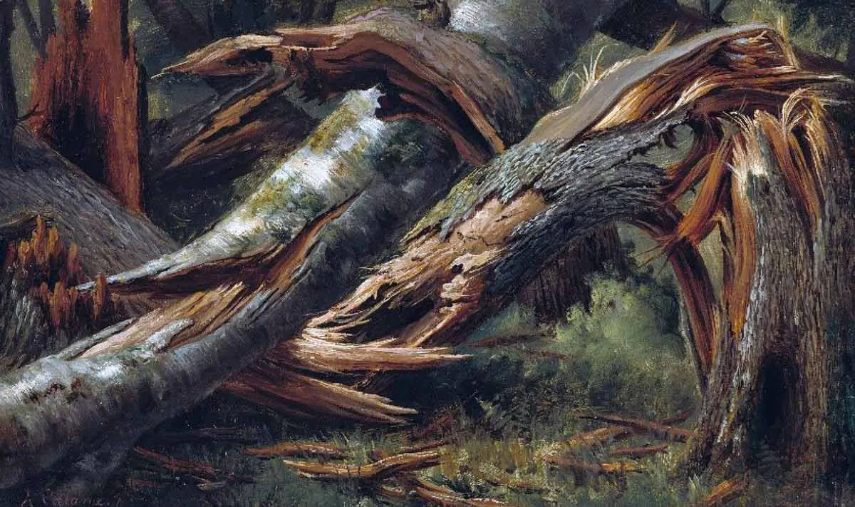 fallen tree alexandre calame