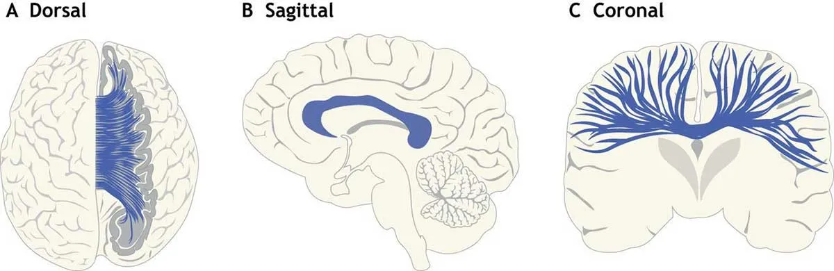 general organization corpus callosum