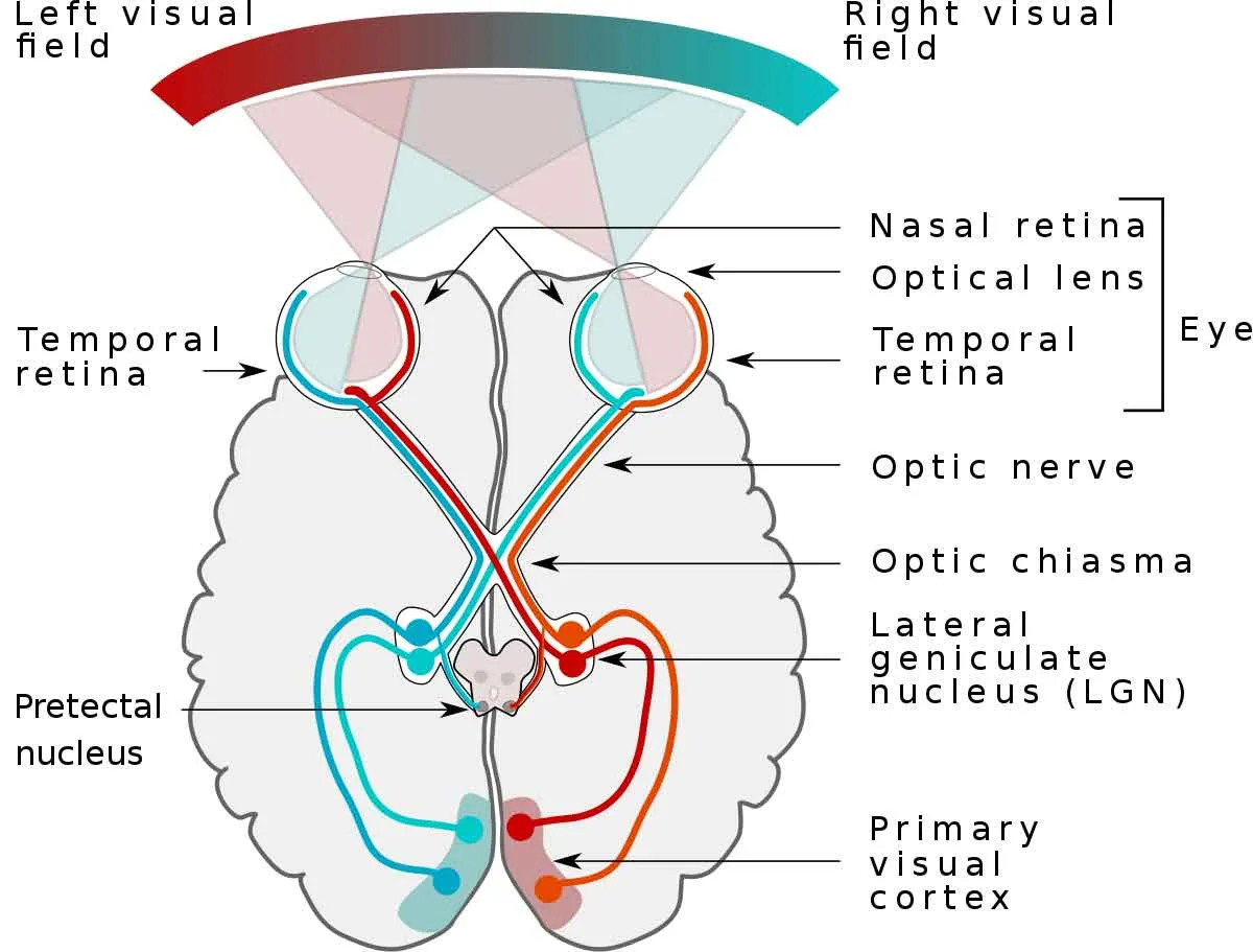 human visual field and pathway