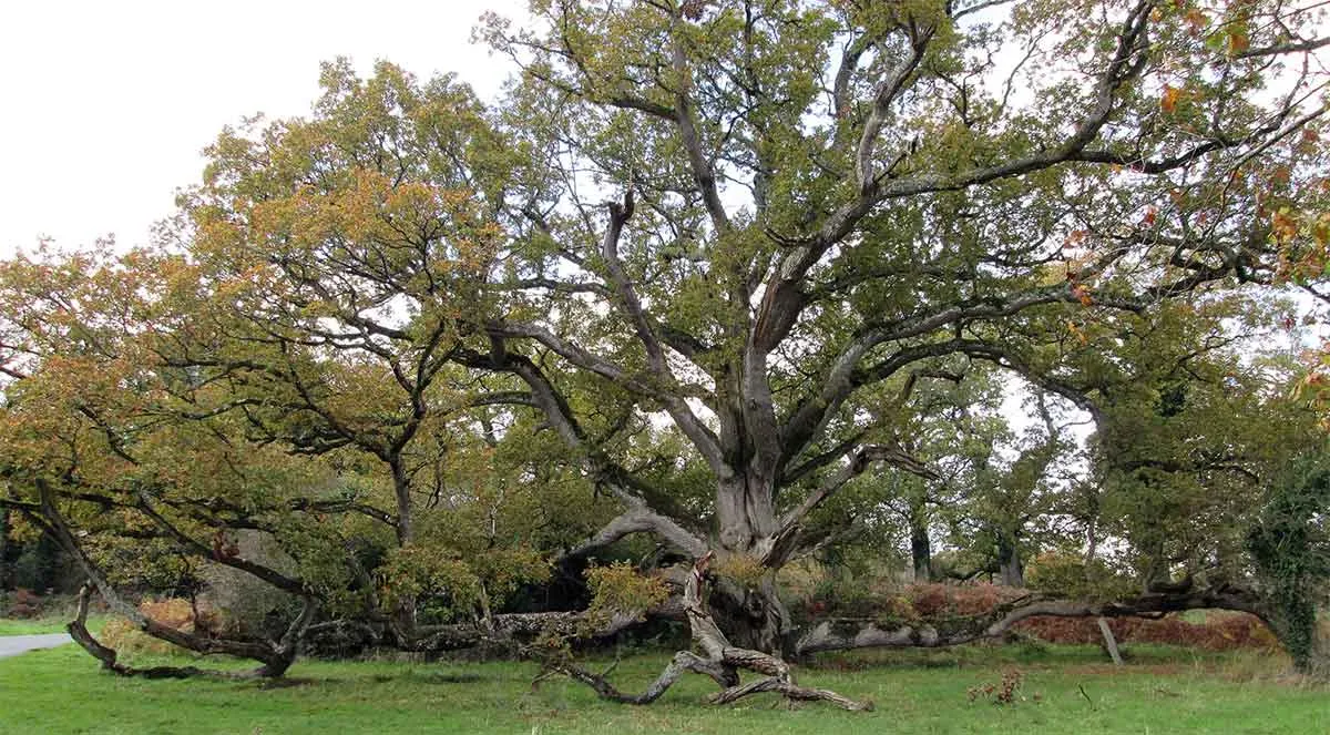 凯尔特神话:创世、神系与神秘的冥界