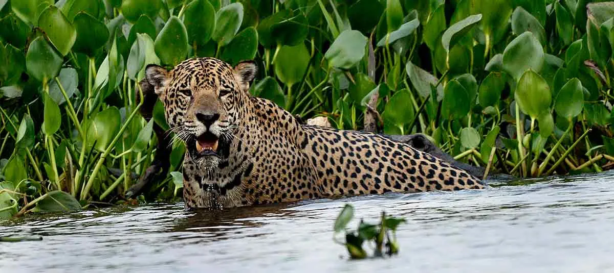 南美洲八大国家公园推荐