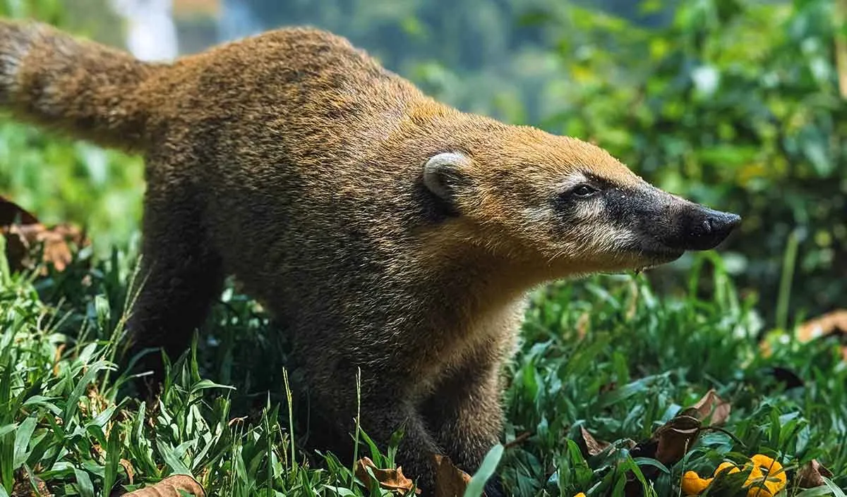 南美洲八大国家公园推荐