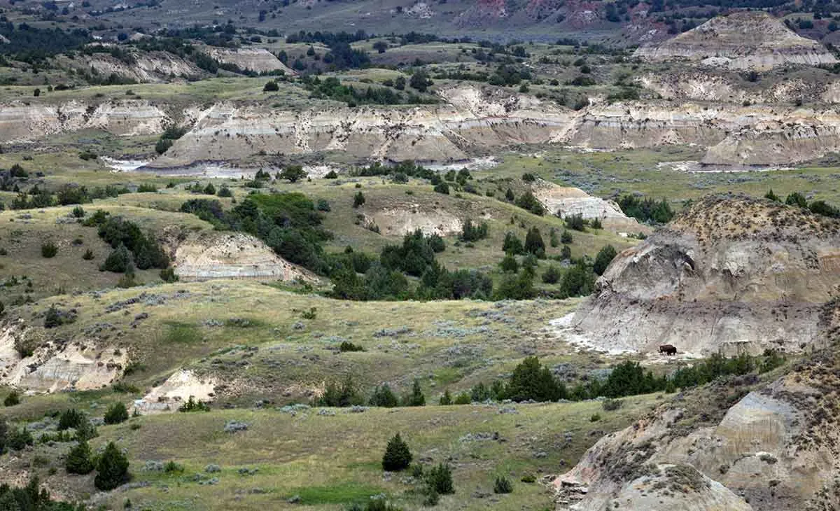 梅蒂斯人与北美野牛数量锐减的关系