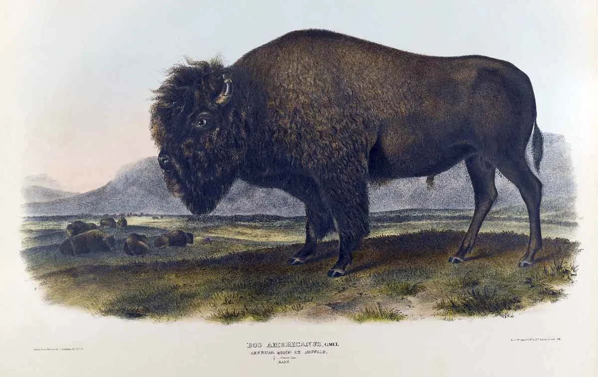 梅蒂斯人与北美野牛数量锐减的关系