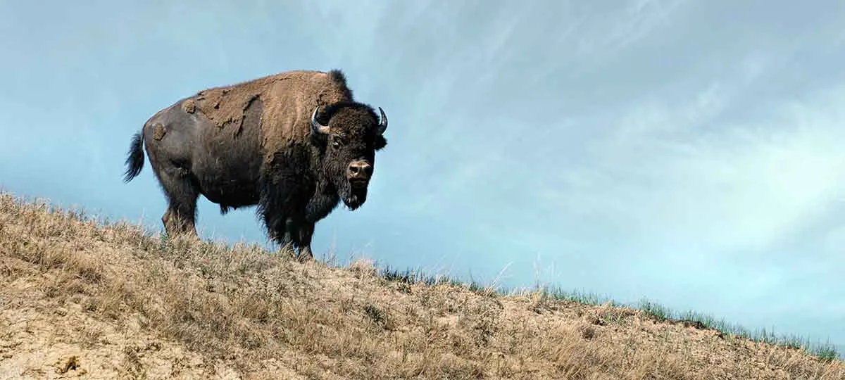 梅蒂斯人与北美野牛数量锐减的关系