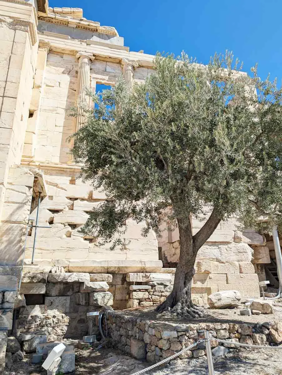 雅典娜：智慧、战争与纺织女神