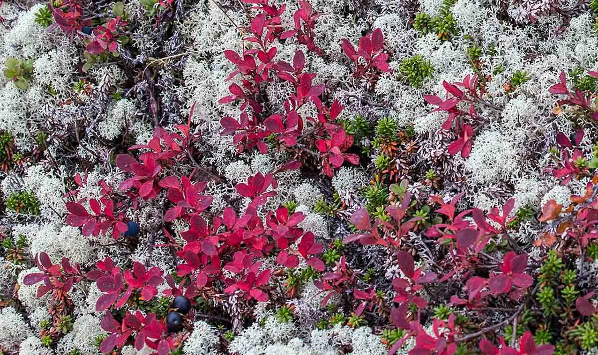 香奈儿的神秘斯拉夫时期
(Xiāngnài'ěr de shénmì sīlāfū shíqī)
Chanel's Mysterious Slavic Period