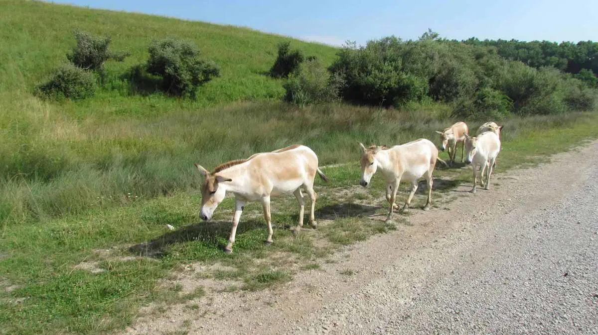 图3：波斯野驴照片
