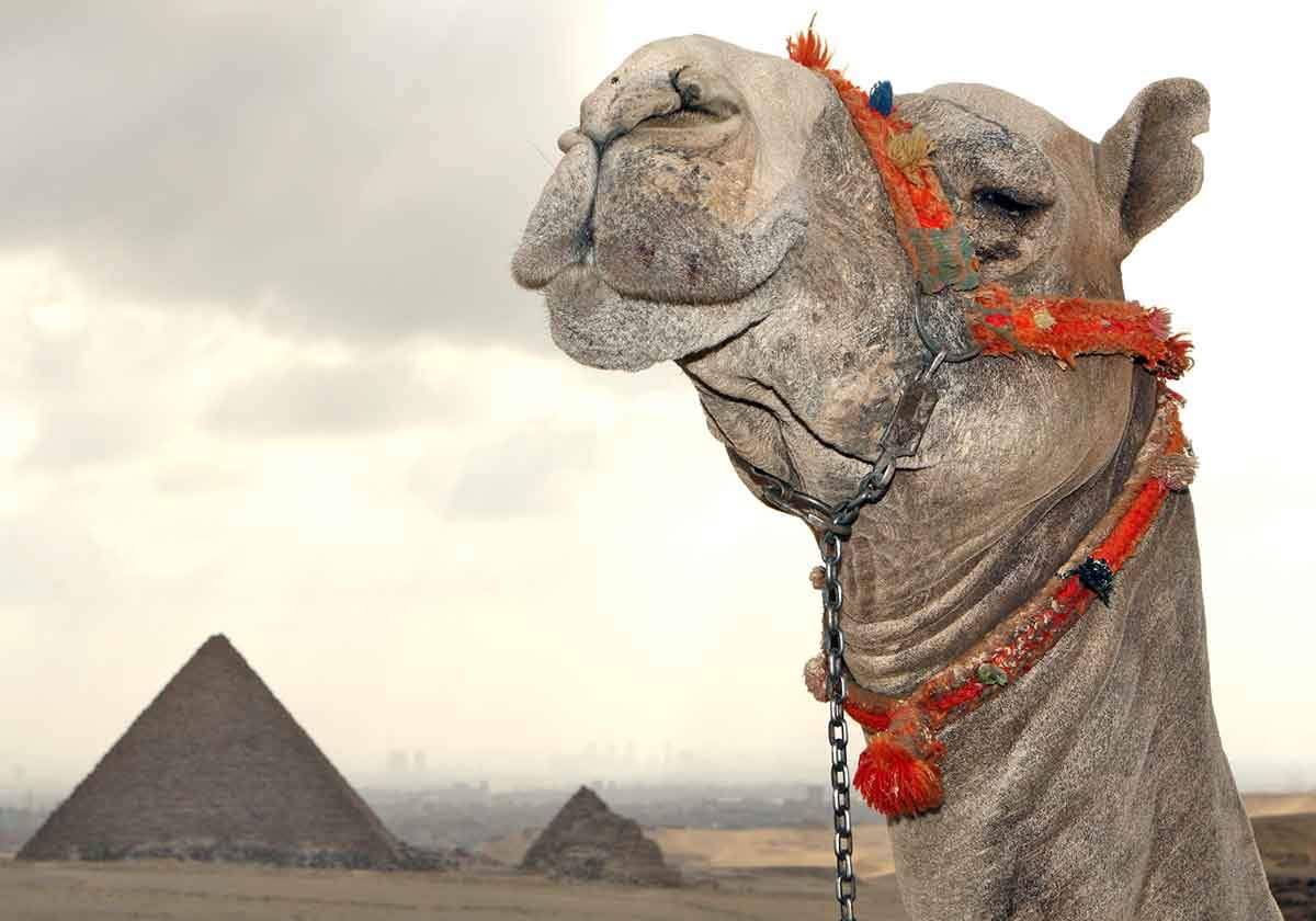 camel-giza-pyramids.jpg