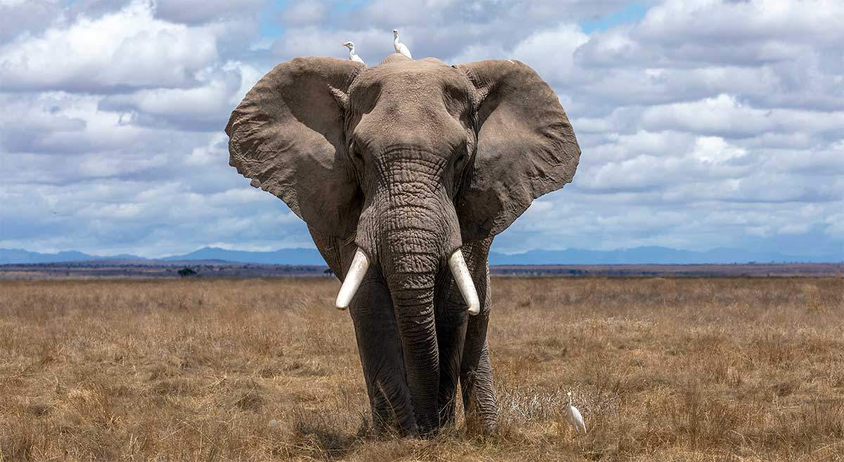 elephant-savanna-birds-animal-sky-grass.