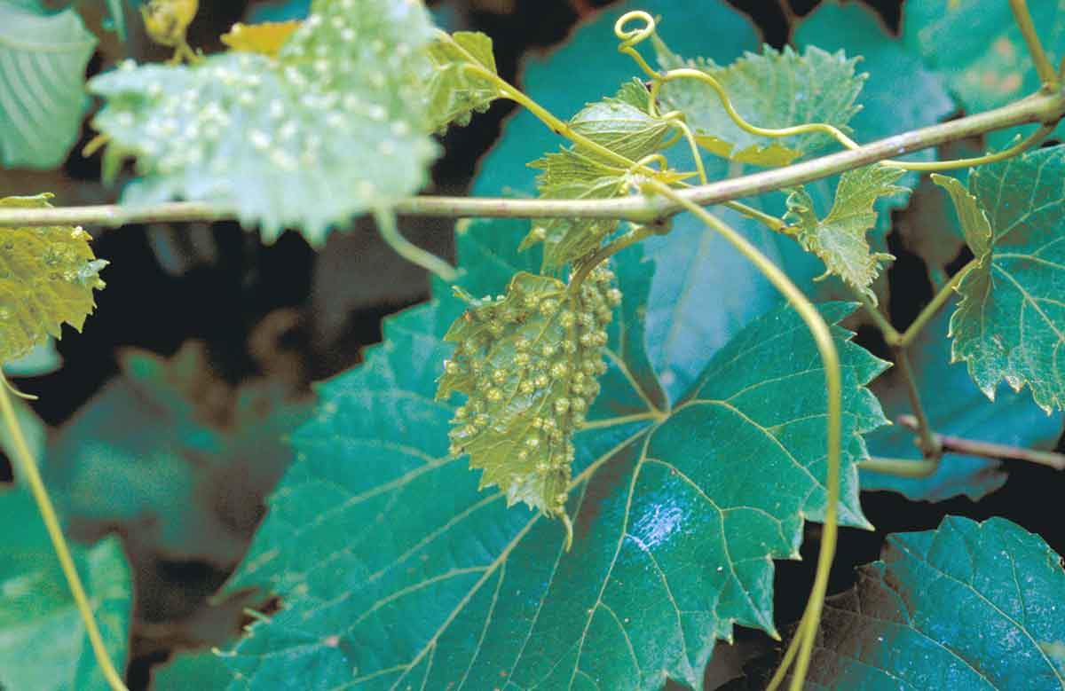 grape-phylloxera-on-plant.jpg