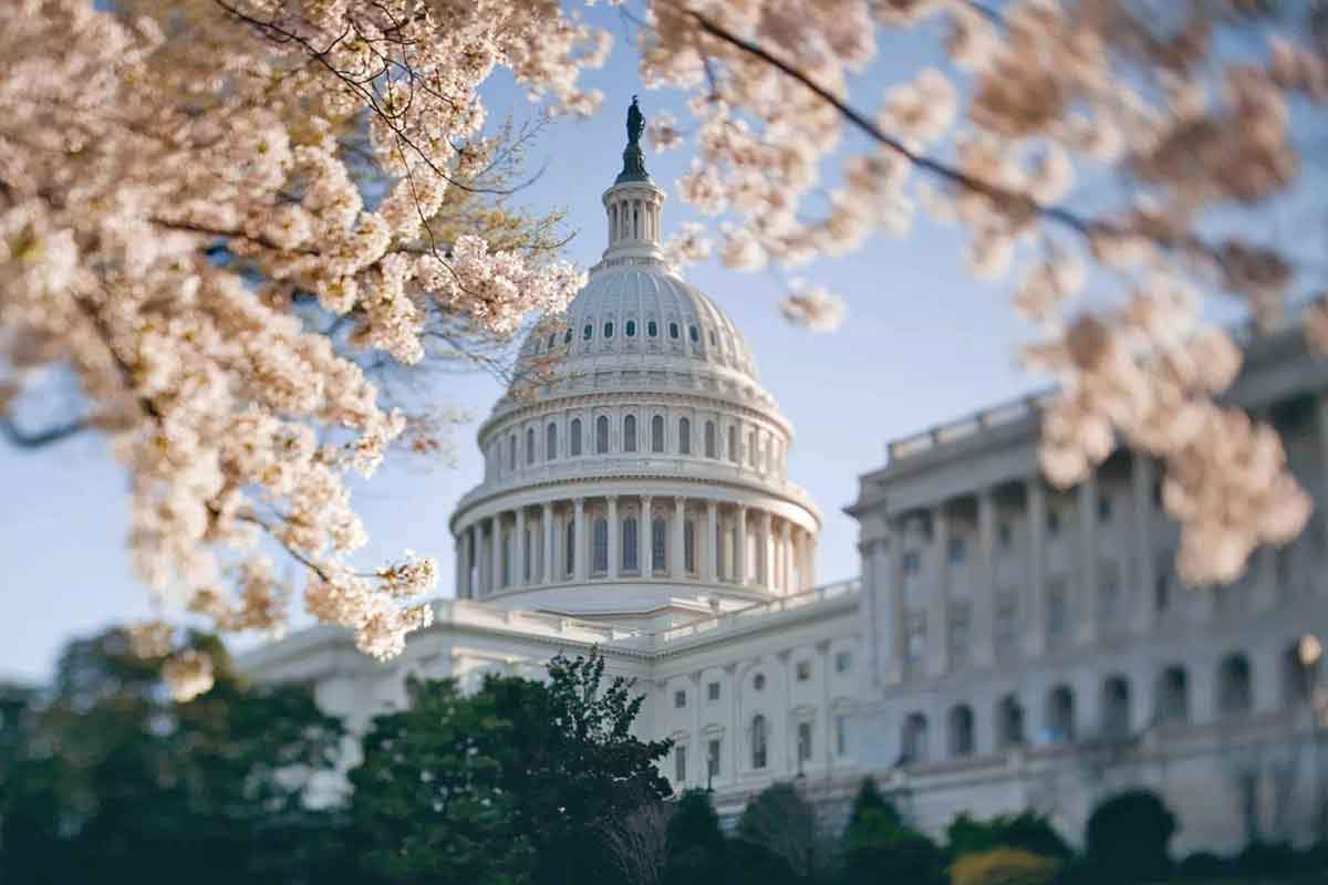 capitol-dome-cherry-blossoms.jpg