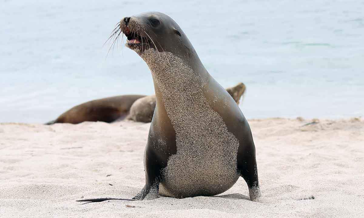 wildlife-in-galapagos.jpg