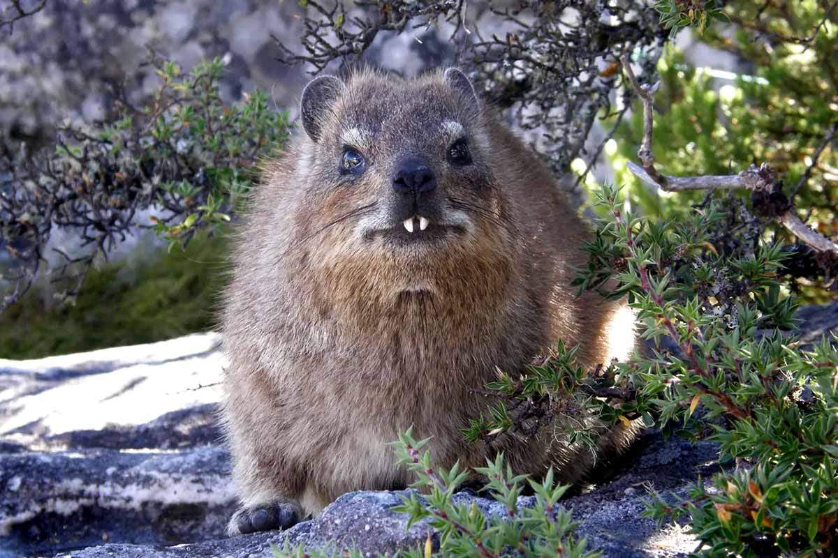 rock-hyrax-table-mountain.jpg